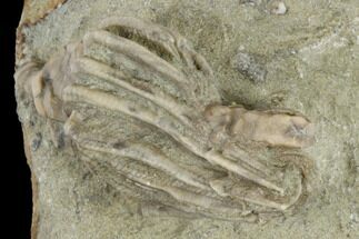 Fossil Crinoid (Macrocrinus) Crown - Indiana #114351