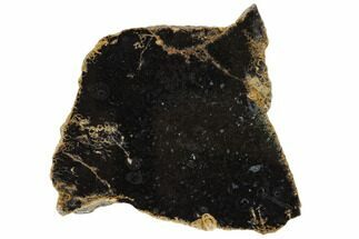 Cretaceous Tree Fern (Tempskya) Slab - Idaho #117106