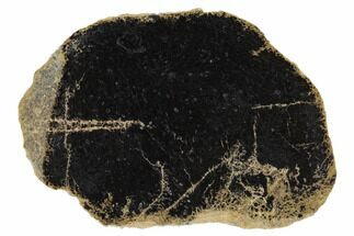 2.8" Cretaceous Tree Fern (Tempskya) - Idaho - Fossil #117112