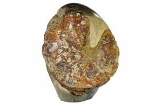 Ammonite In Septarian Nodule - Madagascar #113739