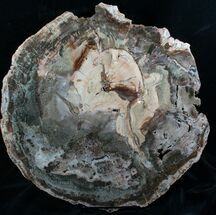 Beautiful, Large Petrified Wood Round - #8176