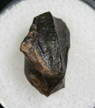 Partial Triceratops Tooth From Montana #8184