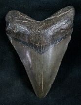 Nice Megalodon Tooth #8189