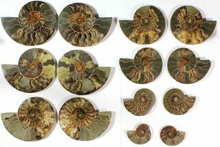 Lot: to Cut Ammonite Fossil Pairs - Pairs #117039