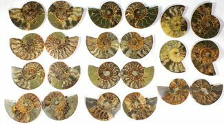 Lot: to Cut/Polished Ammonite Fossil - Pairs #117036