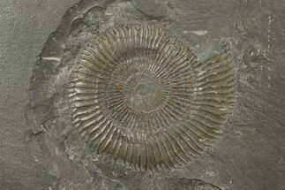 Fossil Ammonite (Dactylioceras) On Shale- Germany #117221