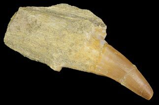Fossil Rooted Mosasaur (Platycarpus?) Tooth - Morocco #117052