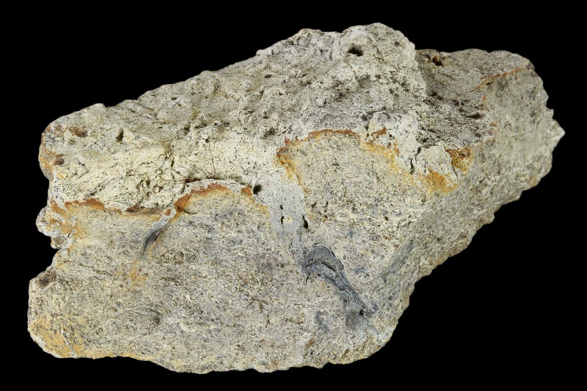 triceratops frill fossil