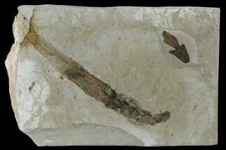 Fossil Leaf And Horsetail - Green River Formation, Utah #117982