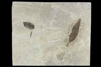 Three Fossil Leaves - Green River Formation, Utah #118007