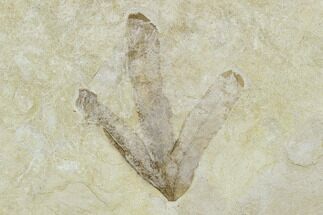 Fossil Fern Leaf (Lygodium) - Green River Formation, Utah #117993