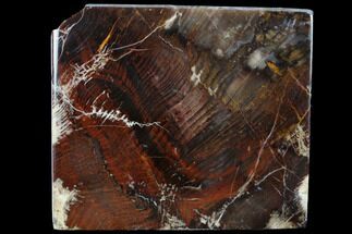 Triassic Petrified Wood Slab - Utah #118072