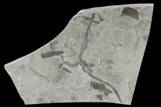 Silurian Algae With Eurypterid Section Plate - New York #118140