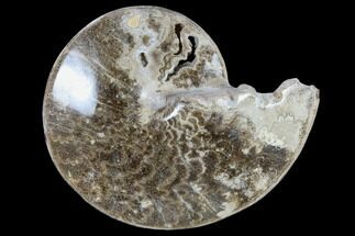 6.7" Polished Cretaceous Ammonite Fossil - Khenifra, Morocco - Fossil #116683