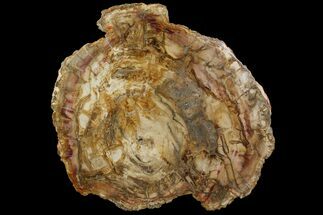 18.6" Petrified Wood (Araucaria) Slab - Madagascar  - Fossil #118518