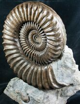 Huge Coroniceras Ammonite Display - France #8252