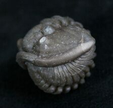 Large Enrolled Flexicalymene Trilobite - D #8317