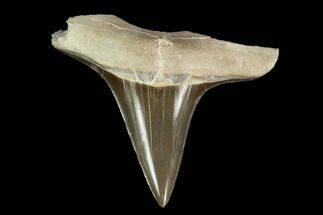 Fossil Cretoxyrhina Shark Tooth - Kansas #115682