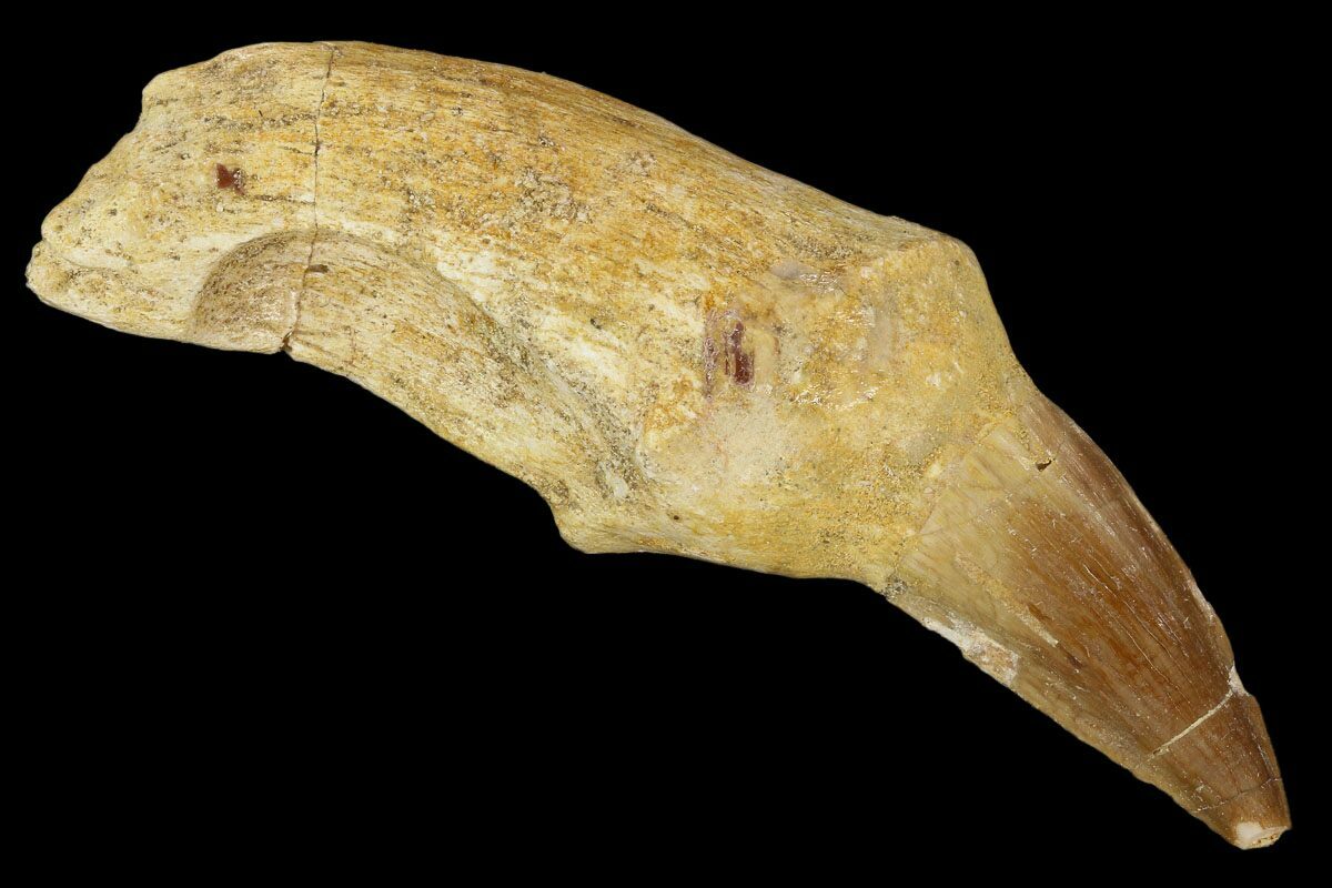 mosasaurus tooth real