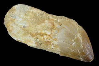 Fossil Rooted Mosasaur (Prognathodon) Tooth - Morocco #116993