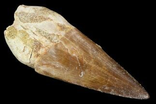 Fossil Mosasaur Tooth - Morocco #117003