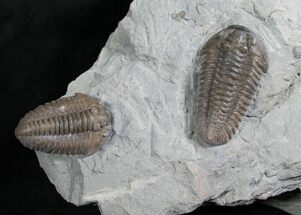 Double Flexicalymene Trilobite Specimen #8334