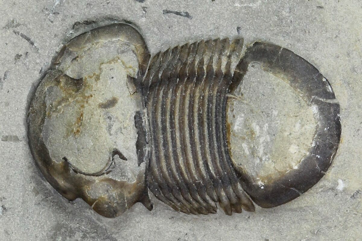 95 Bumastus Ioxus Trilobite New York 120097 For Sale 