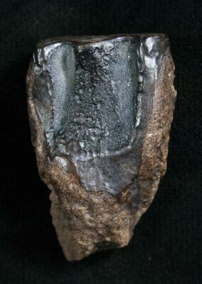 Worn and discarded Triceratops tooth