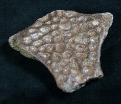 Large Dermal Scute - Leidyosuchus Formidabilis #8362