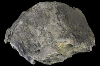 Fossil Sauropod Caudal Vertebra Section - Colorado #120283