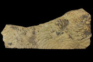 Pennsylvanian, Fossil Microbial Mat - Oklahoma #114066