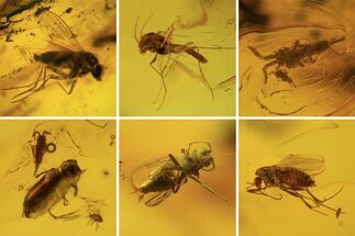Fossil Mites, Beetle, Flies And Springtails In Baltic Amber #120675