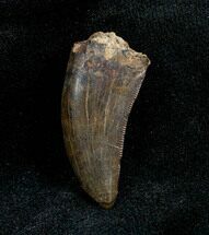 Inch Albertosaurus Tooth From Montana #1378