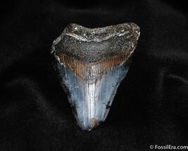 Nearly Inch Megalodon Tooth #136