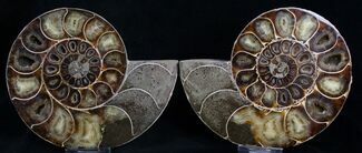 Agatized Desmoceras Ammonite - Thick #8382
