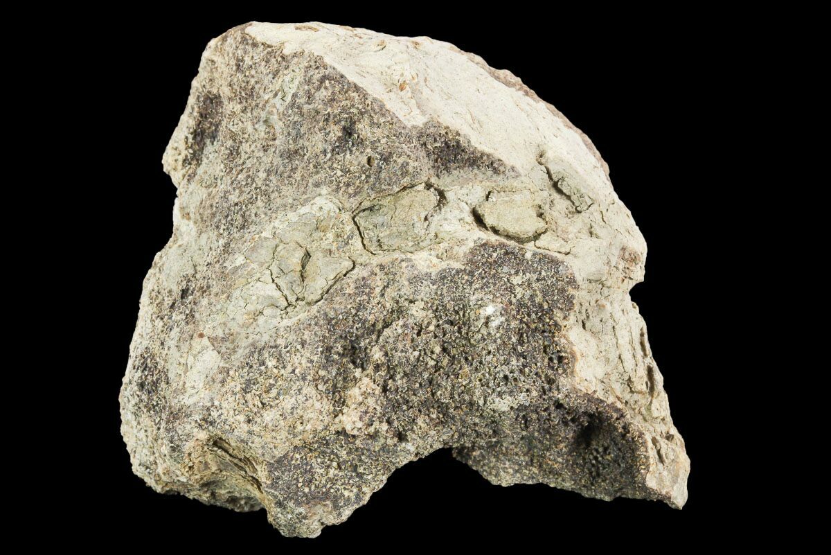 triceratops frill fossil
