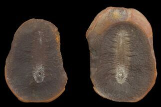 Fossil Worm (Astreptoscolex) Pos/Neg - Illinois #120715