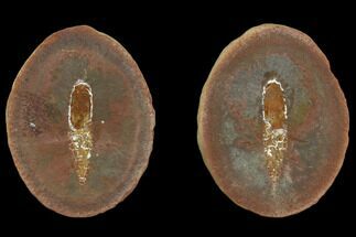 Fossil Brachiopod (Lingula) Pos/Neg - Illinois #120876