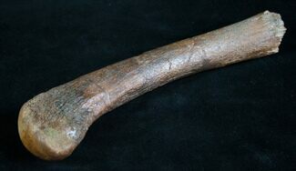 Edmontosaurus (Hadrosaur) Hand Bone - Montana #8455