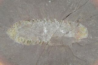 Fossil Worm (Fossundecima) - Illinois #120946
