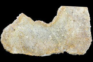 Polished, Fossil Coral Slab - Indonesia #121878
