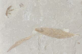 Fossil Leaves And Cricket - Green River Formation, Utah #109106