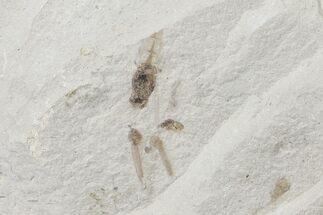 Fossil Crane Flies and Wasp - Green River Formation, Utah #109117