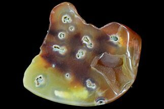 Polished, Chalcedony Replaced (Fossilized) Bamboo - Indonesia #121963