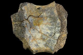 Fossil Ankylosaur Phalange - Aguja Formation, Texas #116635