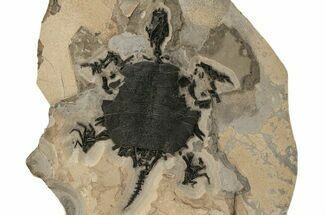 Incredible, Fossil Turtle (Apalone) - Green River Formation #122208