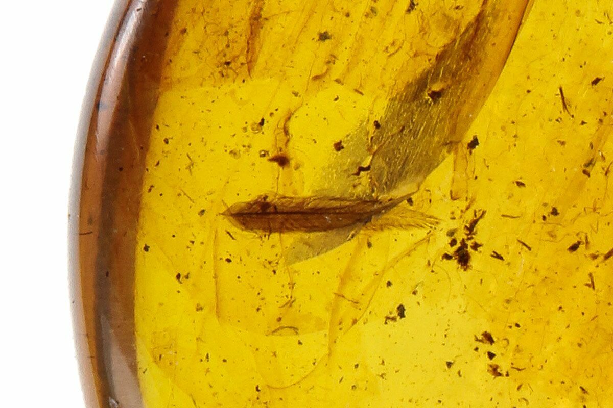 feathers in amber