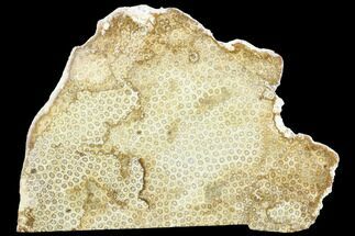 Polished, Fossil Coral Slab - Indonesia #121893