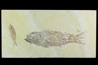 Mioplosus With Knightia Fossil Fish Plate - Green River Formation #122664