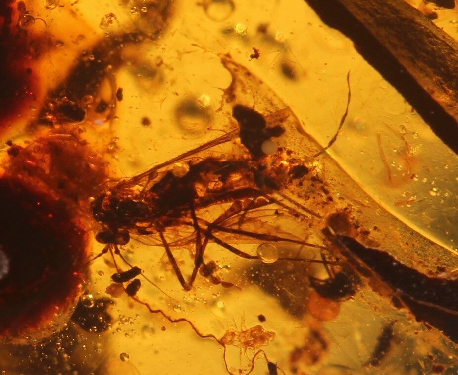 Impressive Fossil Insect Cluster In Amber Myanmar For Sale (122943)